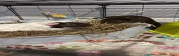 Guinea Pig rodents for sale: 2 male guinea pigs with complete set up   - Advert 9