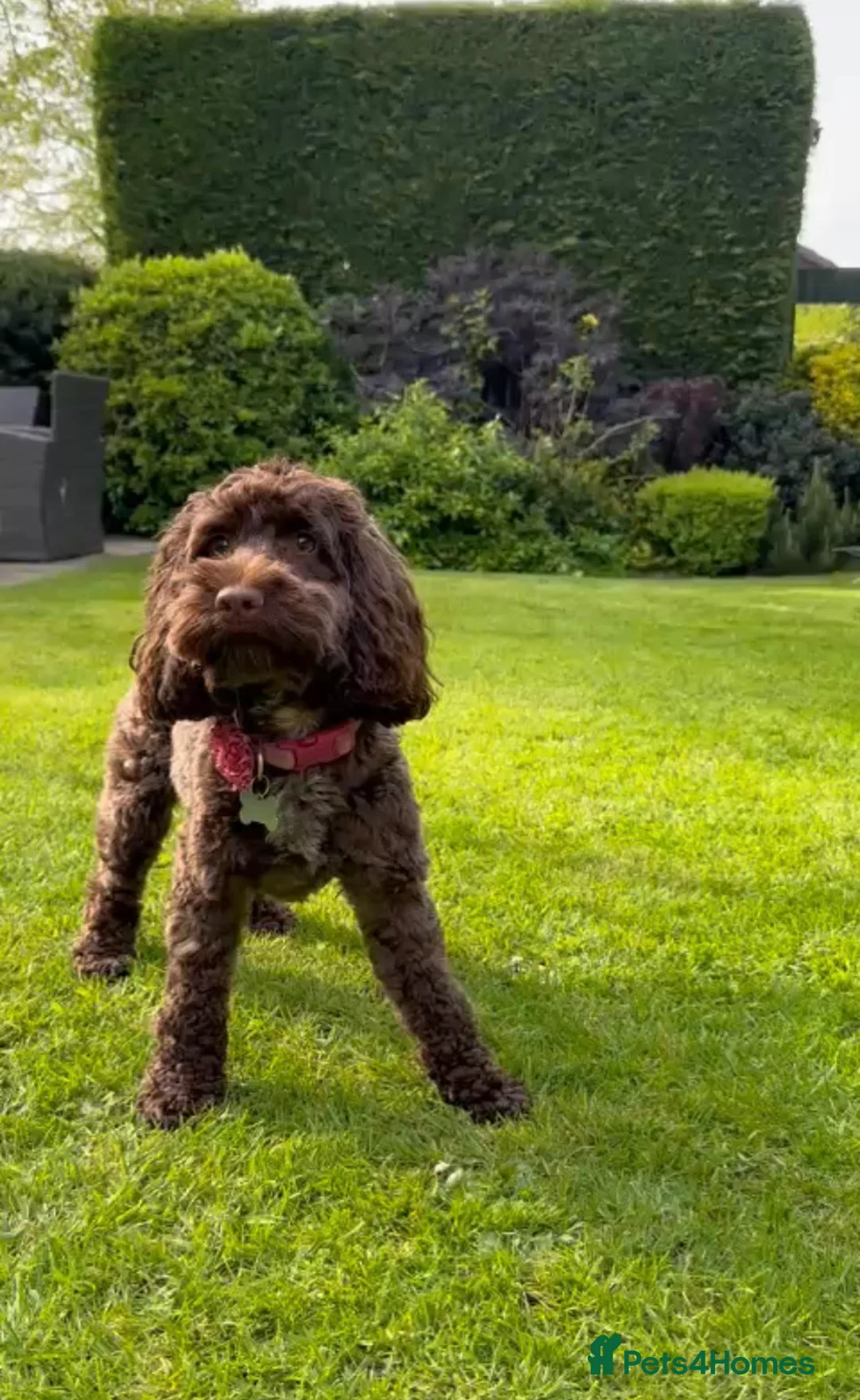 Cockapoo dogs for sale: RESERVED: Beautiful Red mini cockapoo girl  - Advert 14