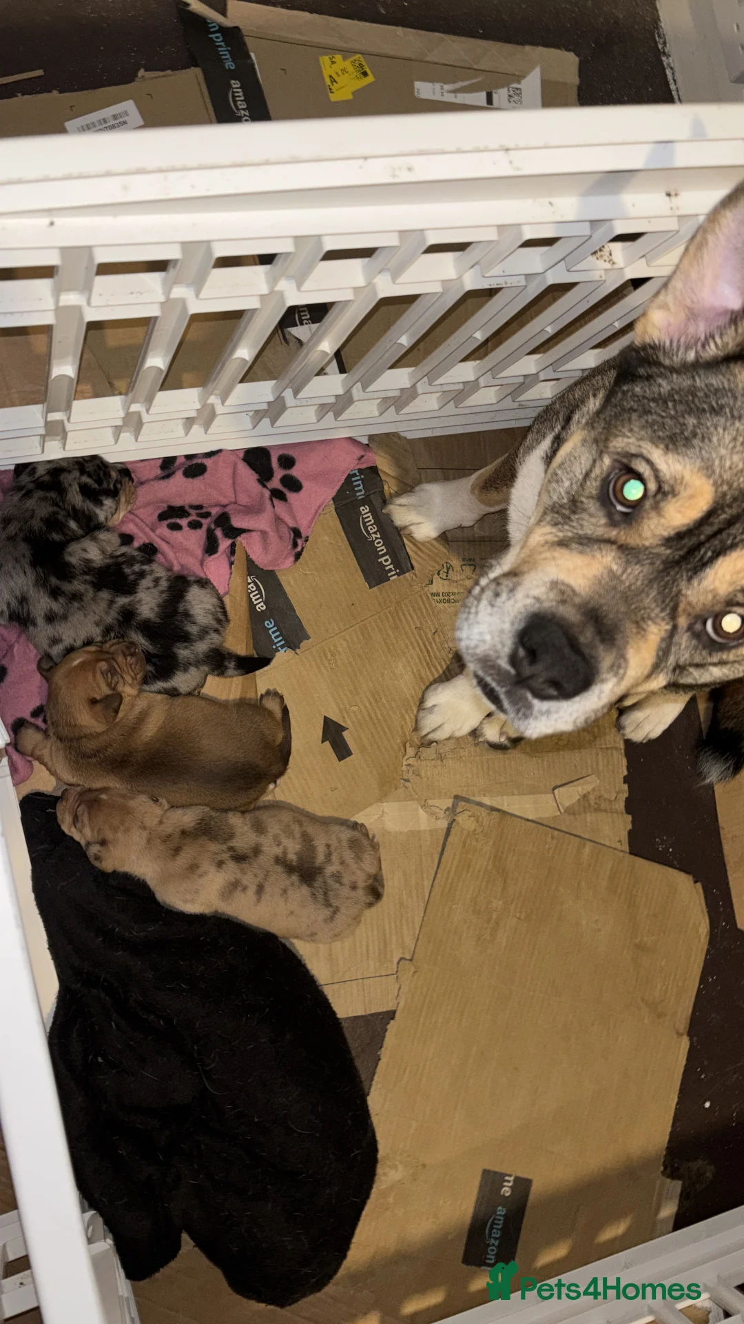 Mixed Breed dogs for sale: Dashhound cross husky  in Gateshead - Advert 4