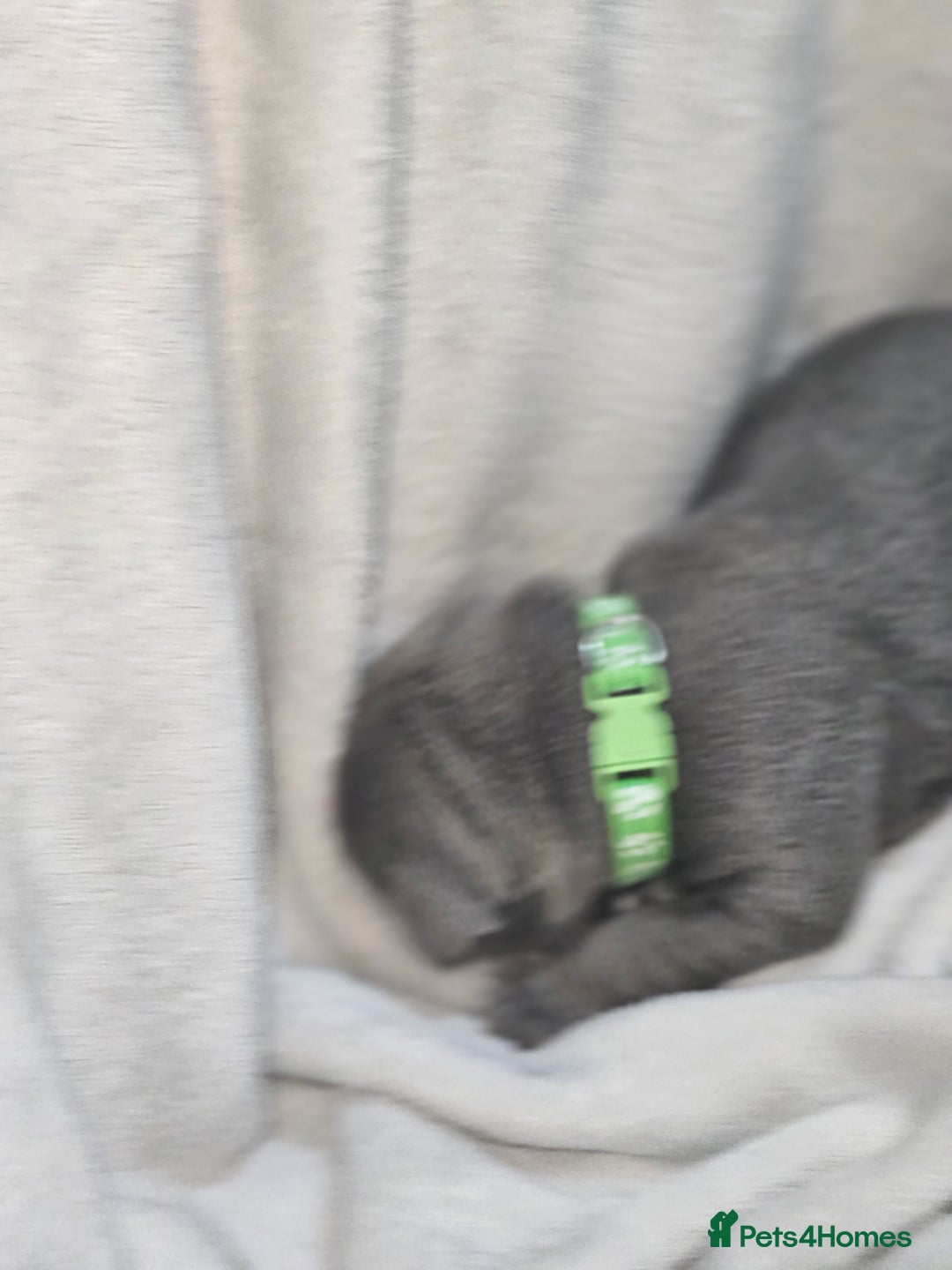 Staffordshire Bull Terrier dogs for sale: Beautiful chunky blues! - Advert 13