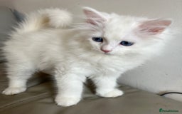 Siberian cats for sale: Pure White Siberian kittens. Ready Now.  - Image 15