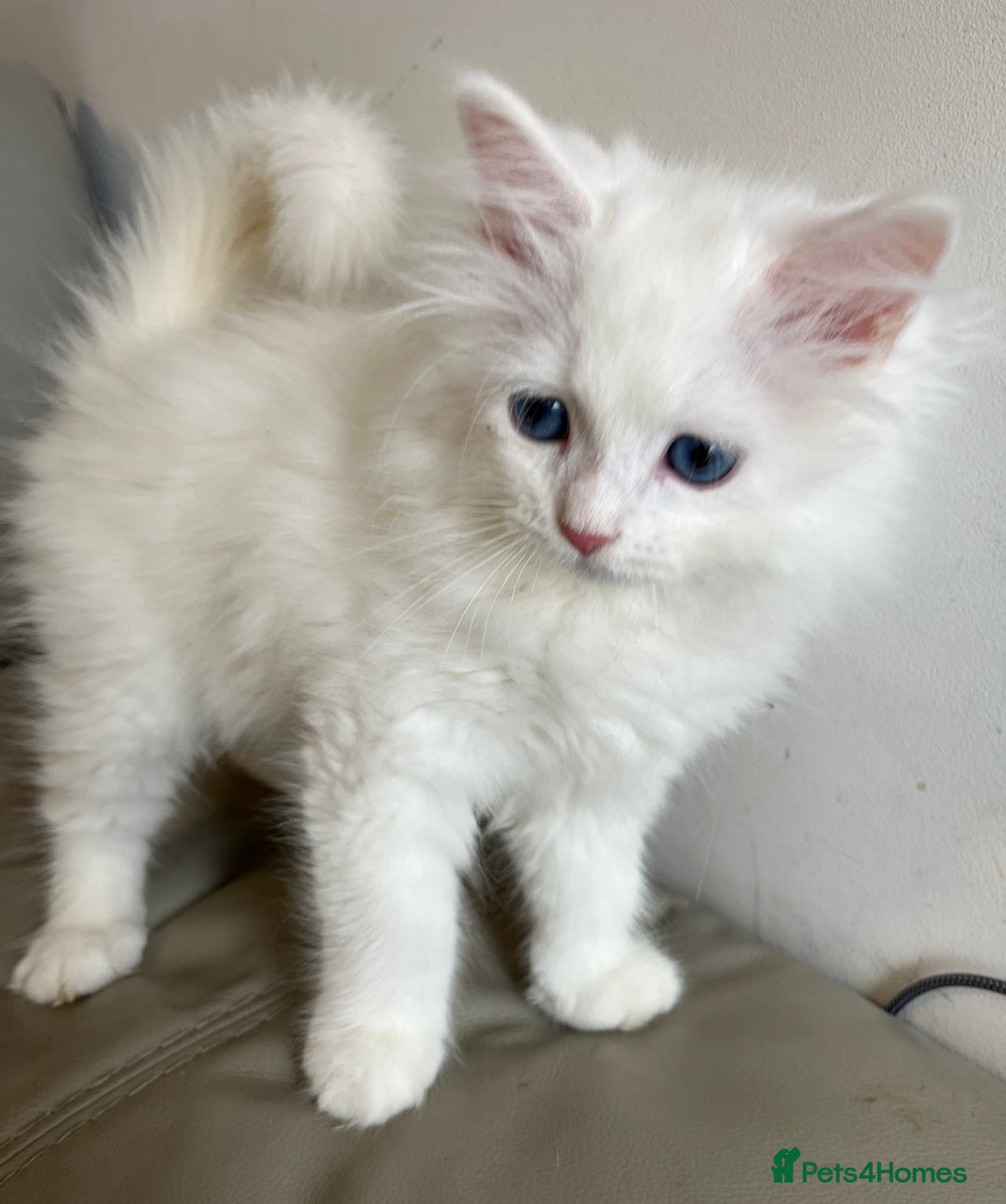 Siberian cats for sale: Pure White Siberian kittens. Ready Now.  - Image 15