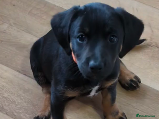 Mixed Breed dogs - Advert 5