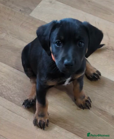 Mixed Breed dogs - Advert 13