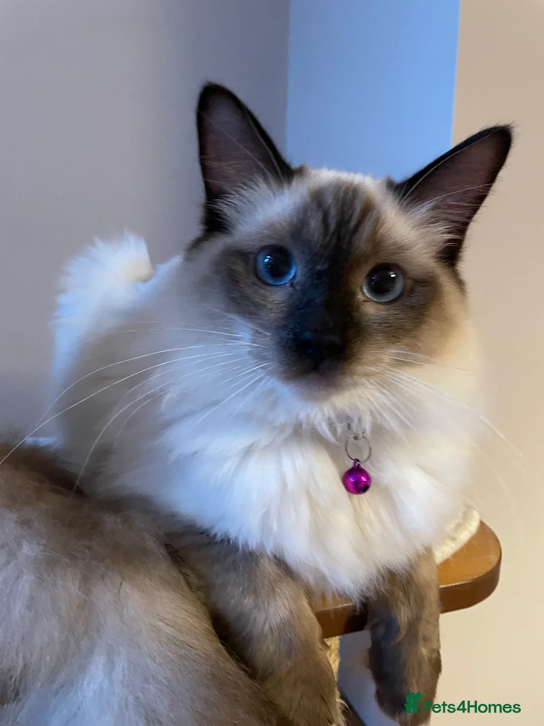 Ragdoll cats for sale: Beautiful Ragdoll boys - Advert 15