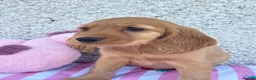 Cocker Spaniel dogs for sale: Show Cocker spaniel puppies - Advert 3