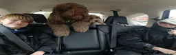 Labradoodle dogs for sale: Multi generation chocolate labradoodle puppies  - Advert 2