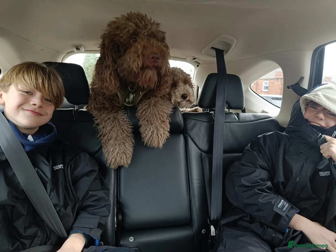 Labradoodle dogs for sale: Multi generation chocolate labradoodle puppies  - Advert 2