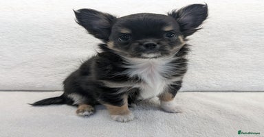 Chihuahua dogs - Advert 10