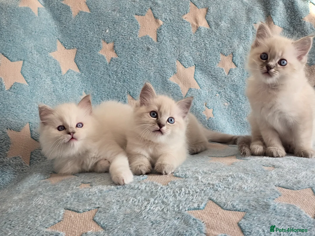 Ragdoll cats for sale: Ragdoll boys - Advert 1