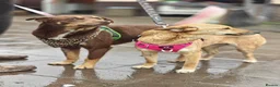 Mixed Breed dogs for adoption: 💙🐶 KAI & ❤️🐶 GERDA– LIKE IN A FAIRY TALE in Burton-on-Trent - Advert 24
