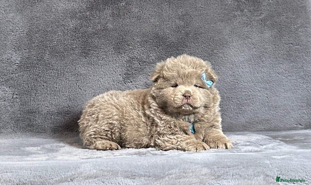 Chow Chow dogs for sale: Exotic colour pure chow chow puppies for sale - Image 6