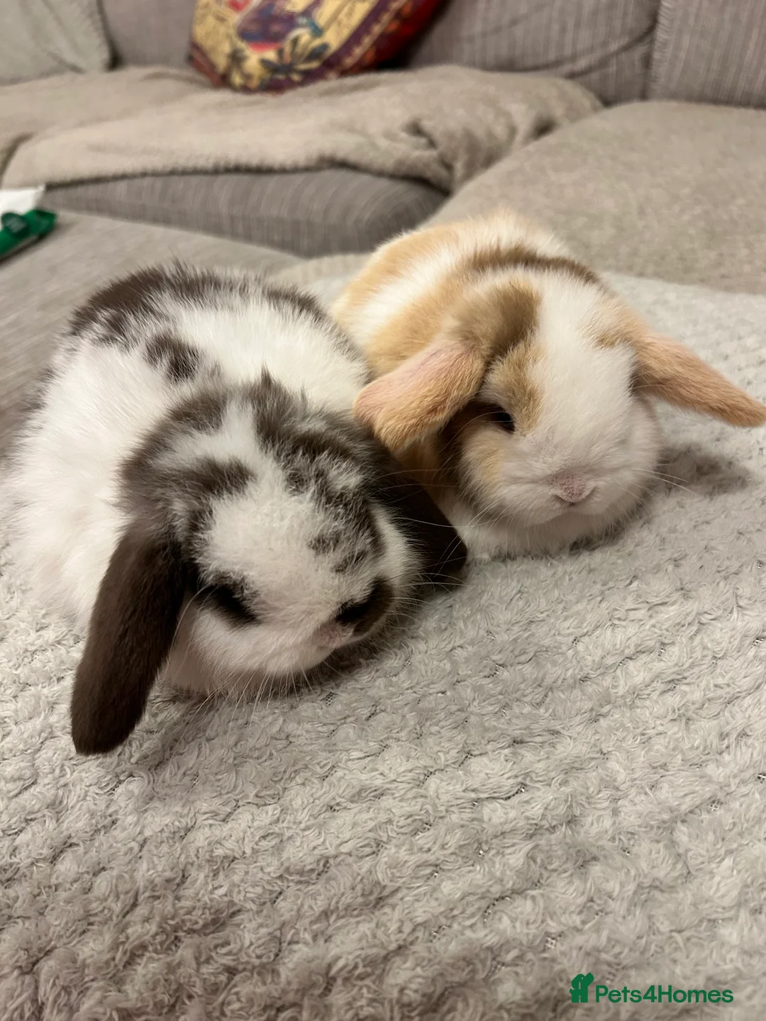 Mini Lop rabbits for sale: Pure mini lop babies  - Advert 5