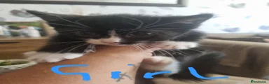 Mixed Breed 4