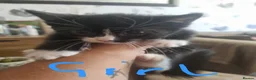 Mixed Breed cats for sale: 4 beautiful kittens looking for new familys - Advert 5