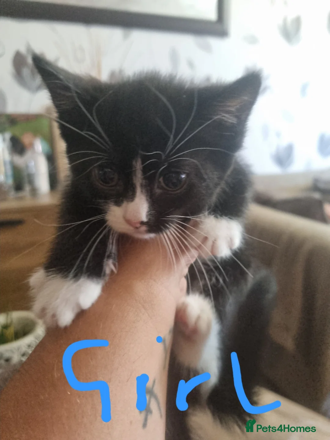 Mixed Breed cats for sale: 4 beautiful kittens looking for new familys - Advert 5