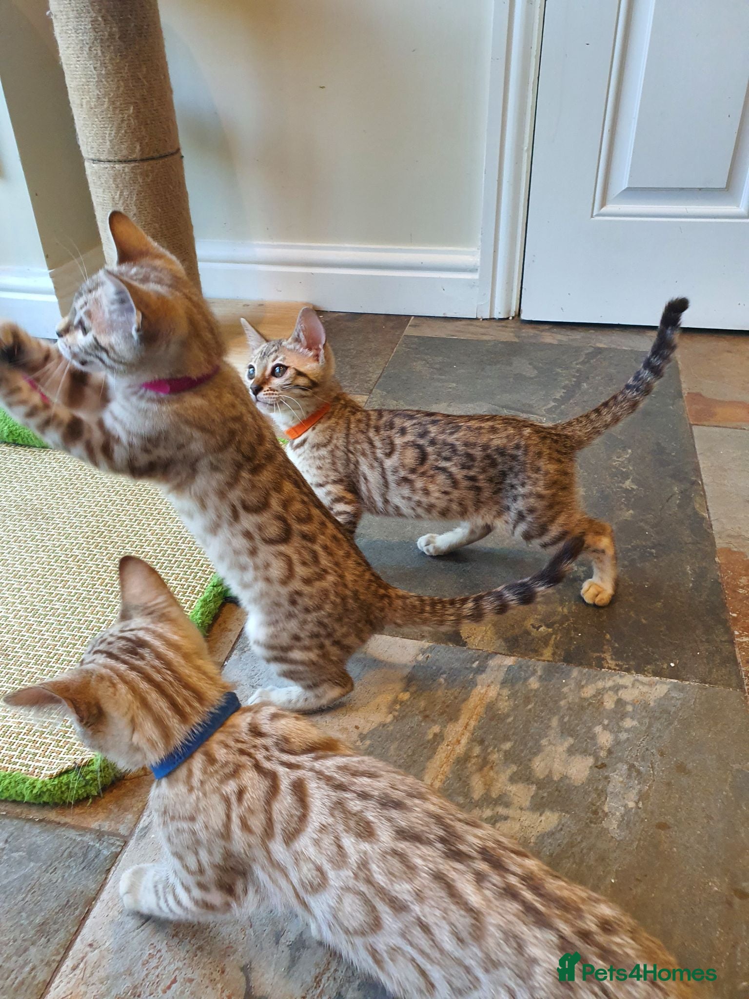 Bengal cats 🐆💕Very Beautiful Tica Registered Bengal Kittens. - Advert 1