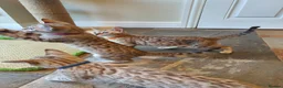 Bengal cats for sale: 🐆💕Very Beautiful Tica Registered Bengal Kittens. - Advert 5