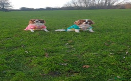 Cavalier King Charles Spaniel dogs for sale: 🐶 KC Cavalier King Charles Spaniel Puppies 🐶 - Image 18