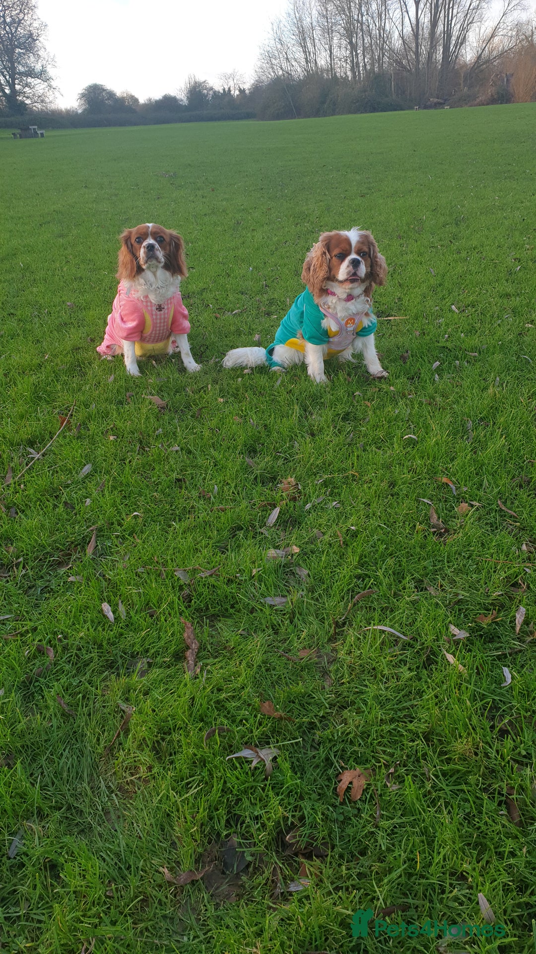 Cavalier King Charles Spaniel dogs for sale: 🐶 KC Cavalier King Charles Spaniel Puppies 🐶 - Image 18