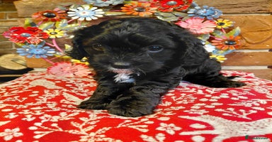 Cavapoo dogs Quality True mini Cavapoo Puppies in Eastleigh - Advert 9