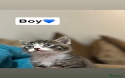 Mixed Breed cats for sale: Kittens for sale  - Advert 3