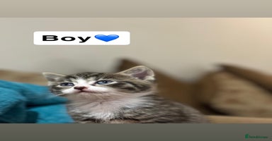 Mixed Breed cats Kittens for sale  - Advert 10