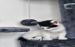 Mixed Breed cats for sale: 3 boys 2 girls - Image 16