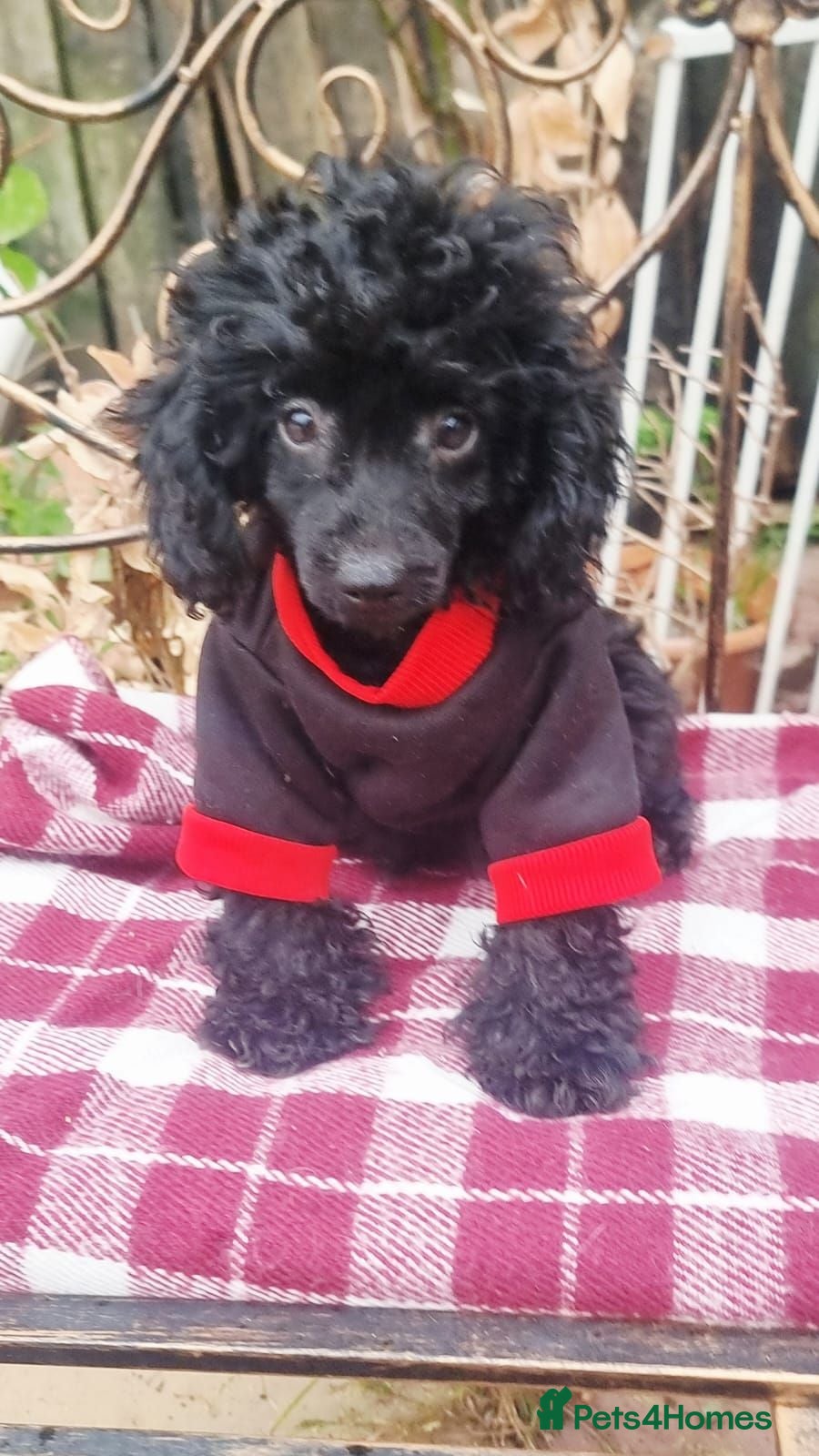 Miniature Poodle dogs Beautiful Miniature Poodle puppies  - Advert 1