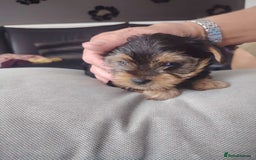 Yorkshire Terrier dogs for sale: Yorkshire terrior  - Image 2