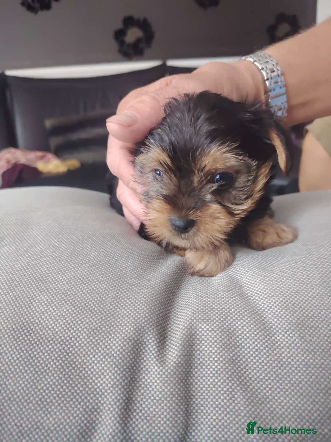 Yorkshire Terrier dogs for sale: Yorkshire terrior  - Image 2
