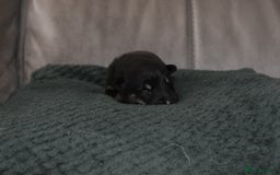 Shepsky dogs for sale: German shepherd x husky puppies - Image 38