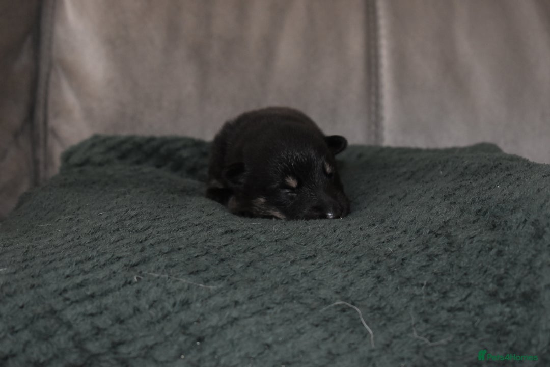 Shepsky dogs for sale: German shepherd x husky puppies - Image 38