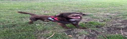 Cocker Spaniel dogs for stud: Dougie the chocolate stud - Advert 2