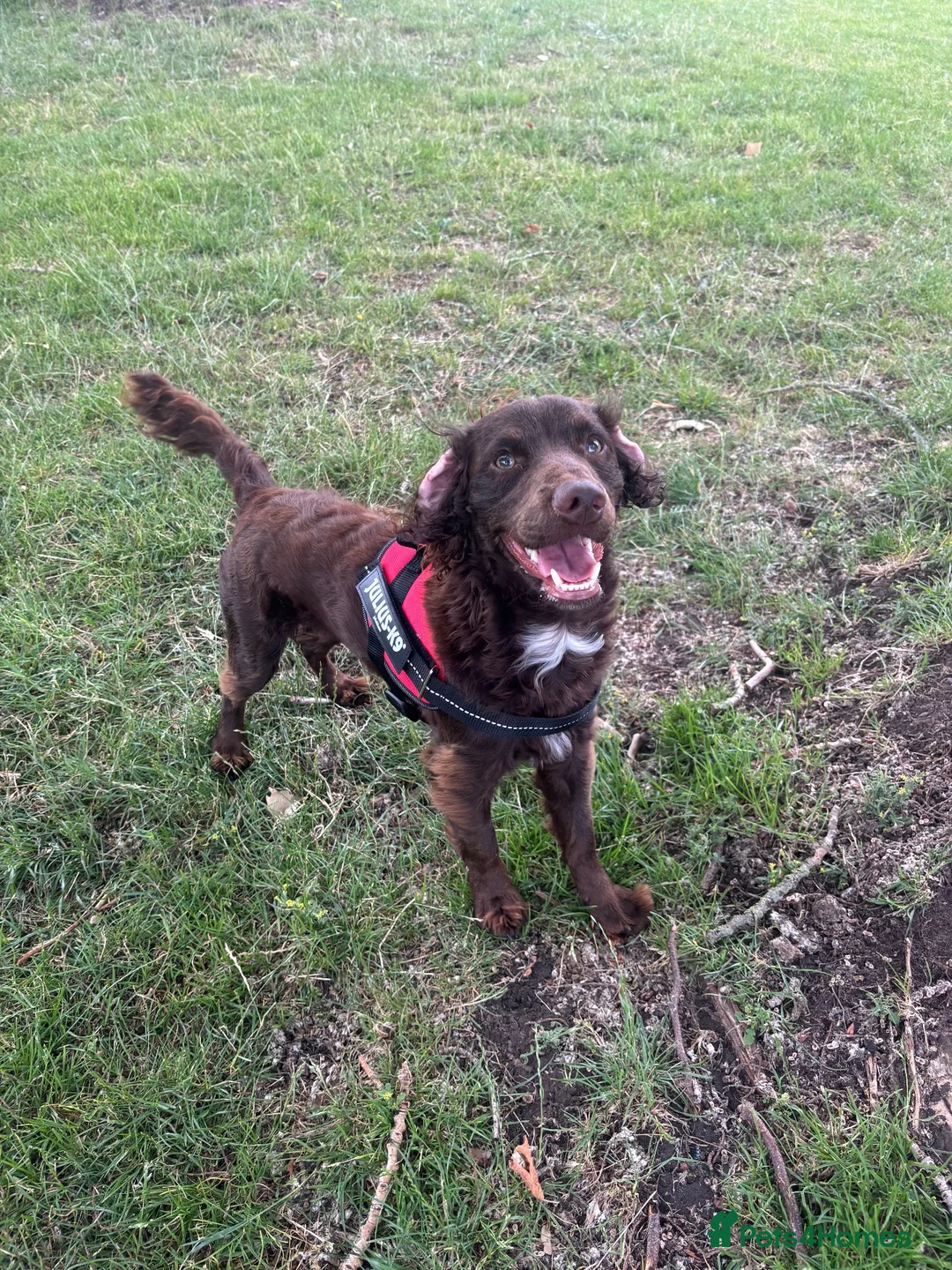 Cocker Spaniel dogs for stud: Dougie the chocolate stud - Advert 2