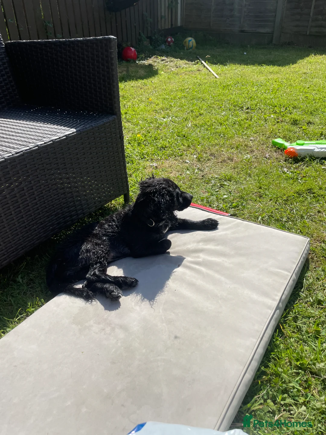 Cockapoo dogs for sale: Ivy cockapoo in Blackburn - Advert 1