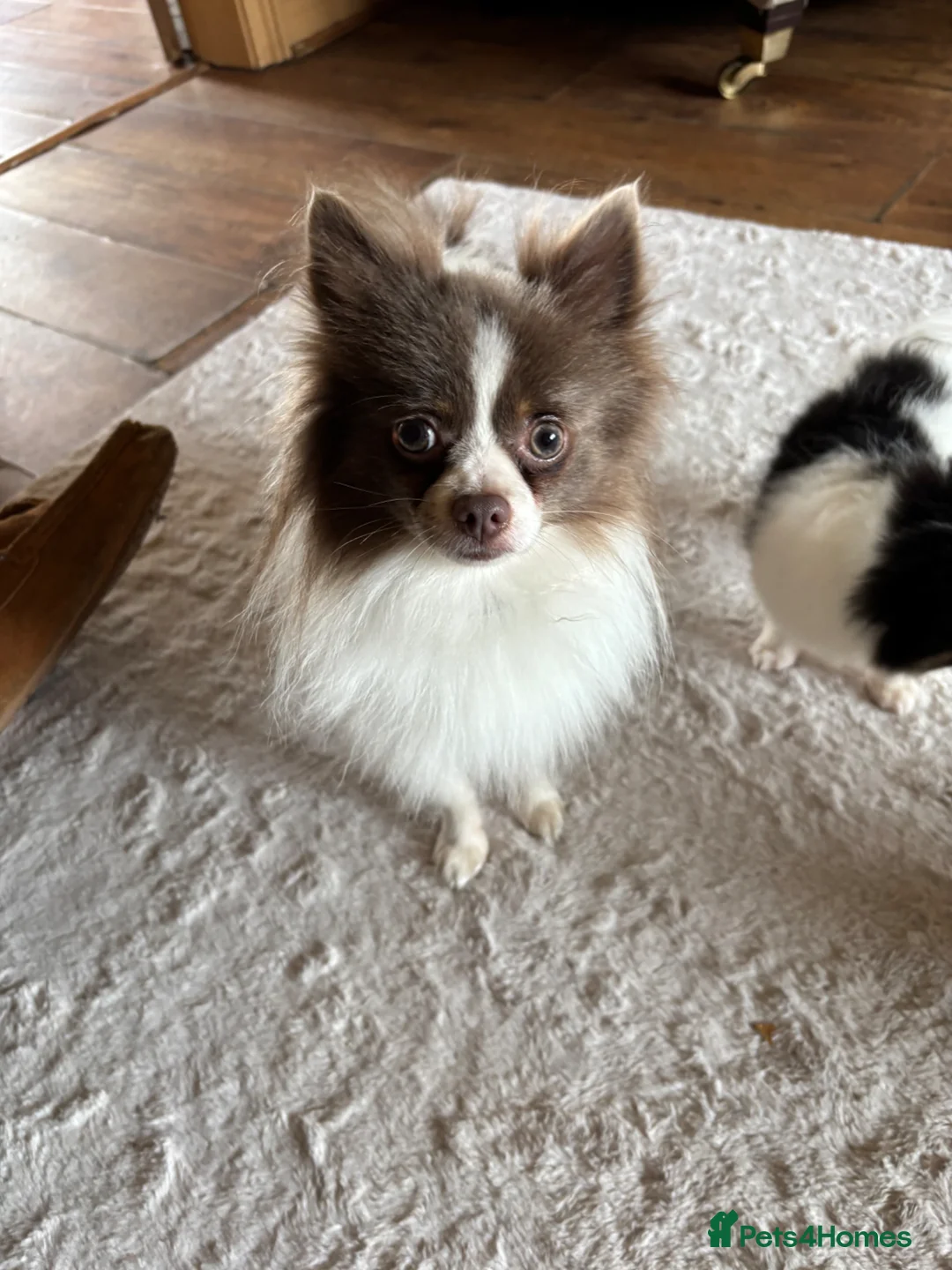 Chihuahua dogs for sale: Chihuahua Puppies  in Dudley - Advert 21