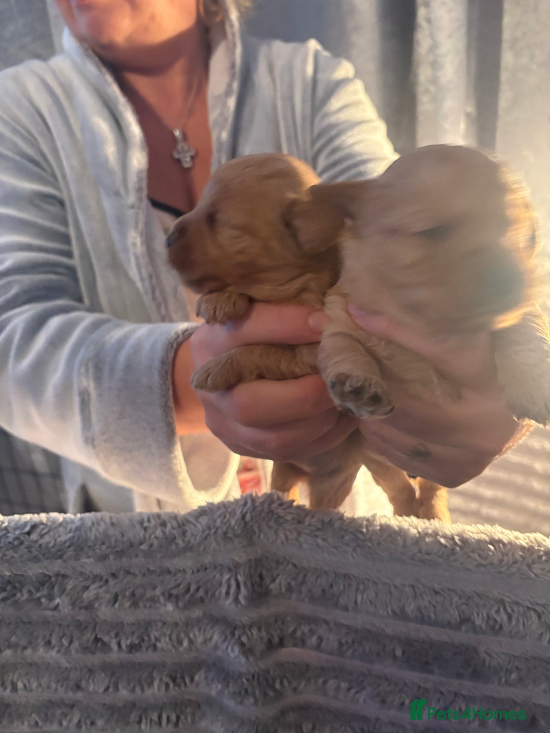 Cavapoochon dogs for sale: Cavapoochon puppies  - Image 12