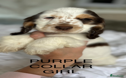 Cocker Spaniel dogs for sale: OUTSTANDING KC REG SHOW COCKER SPANIEL PUPPIES  - Image 25