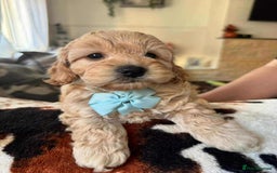 Cockapoo dogs for sale: Cockapoo puppy  - Image 5