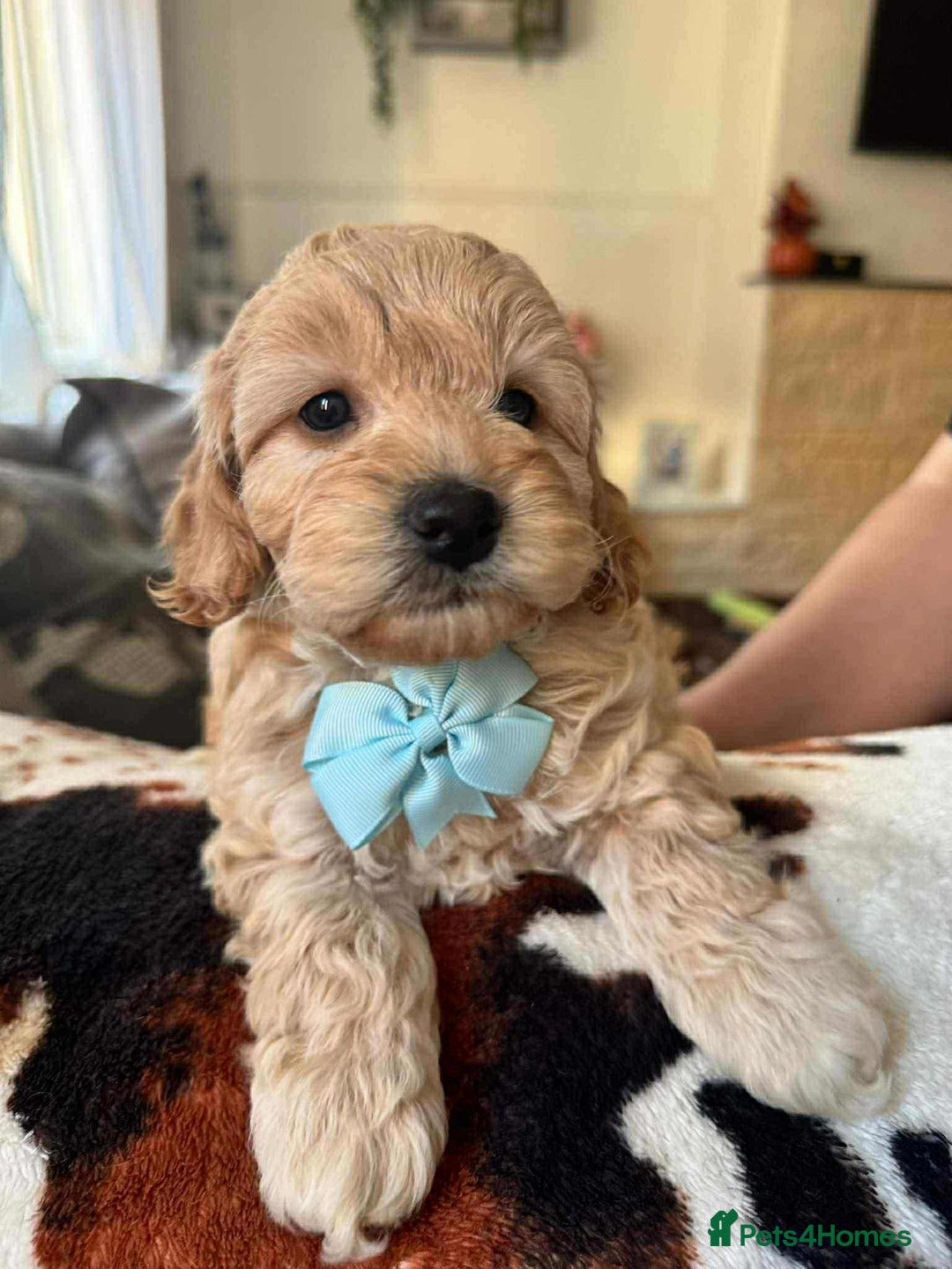 Cockapoo dogs for sale: Cockapoo puppy  - Image 5