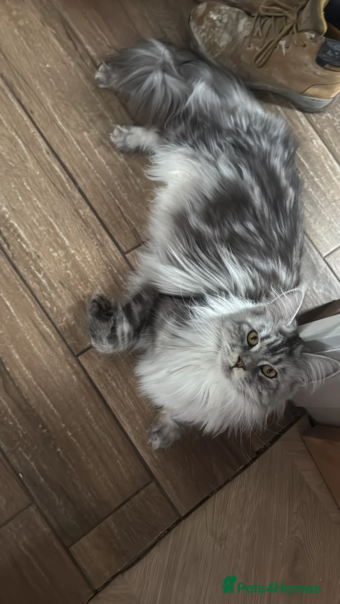 Maine Coon cats for sale: Champ blood Unique Color Ns11 boy active!!!🏅🏅🏅 - Advert 8