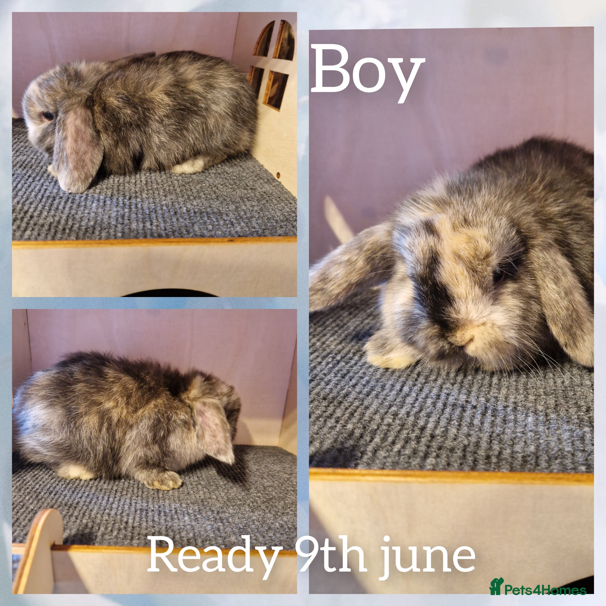 Mini Lop rabbits Last Mini lop kit ready tuesday  - Advert 1