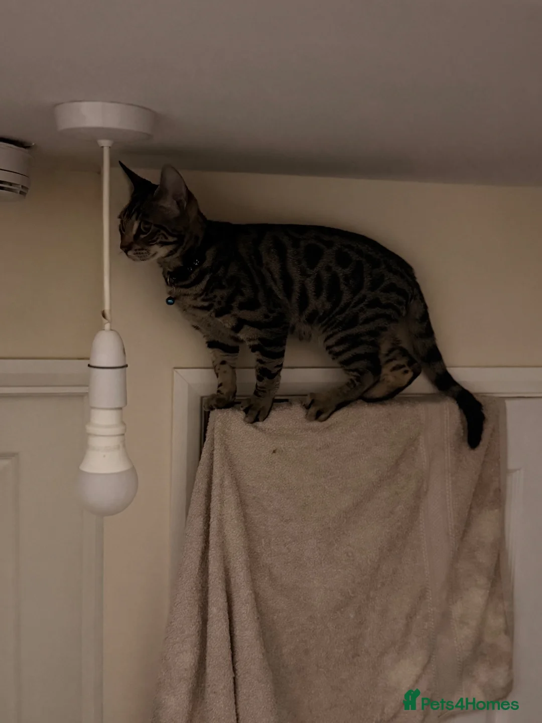 Bengal cats for sale: 🖤Triple Grand Champion — TICA - Registered Bengal - Advert 17