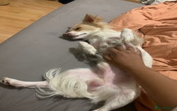 Mixed Breed dogs for sale: 🐾 Loving Homes Wanted for Two Puppies & Dad 🐾 - Image 6