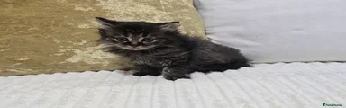 Domestic Shorthair 3