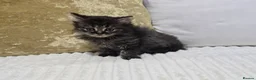 Domestic Shorthair cats for sale: Beautiful Litter of 8 Kittens –5 Females & 3 Males - Advert 15