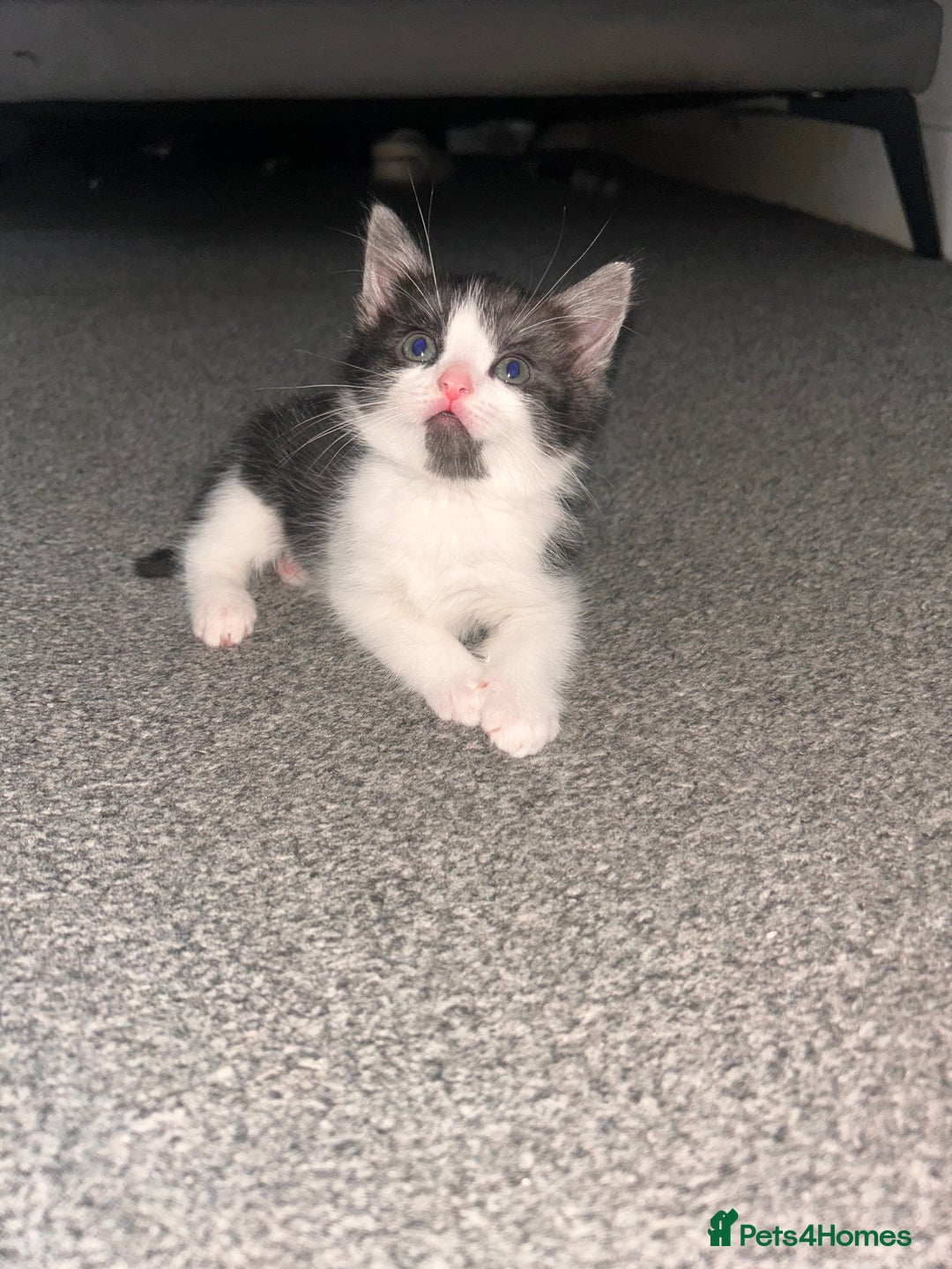 Mixed Breed cats for sale: Mixed breed kittens for sale ALL MALES  - Advert 3