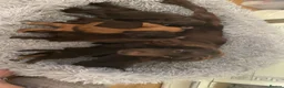 Cockapoo dogs for sale: Beautiful cockapoo puppies  in Darlington - Advert 2