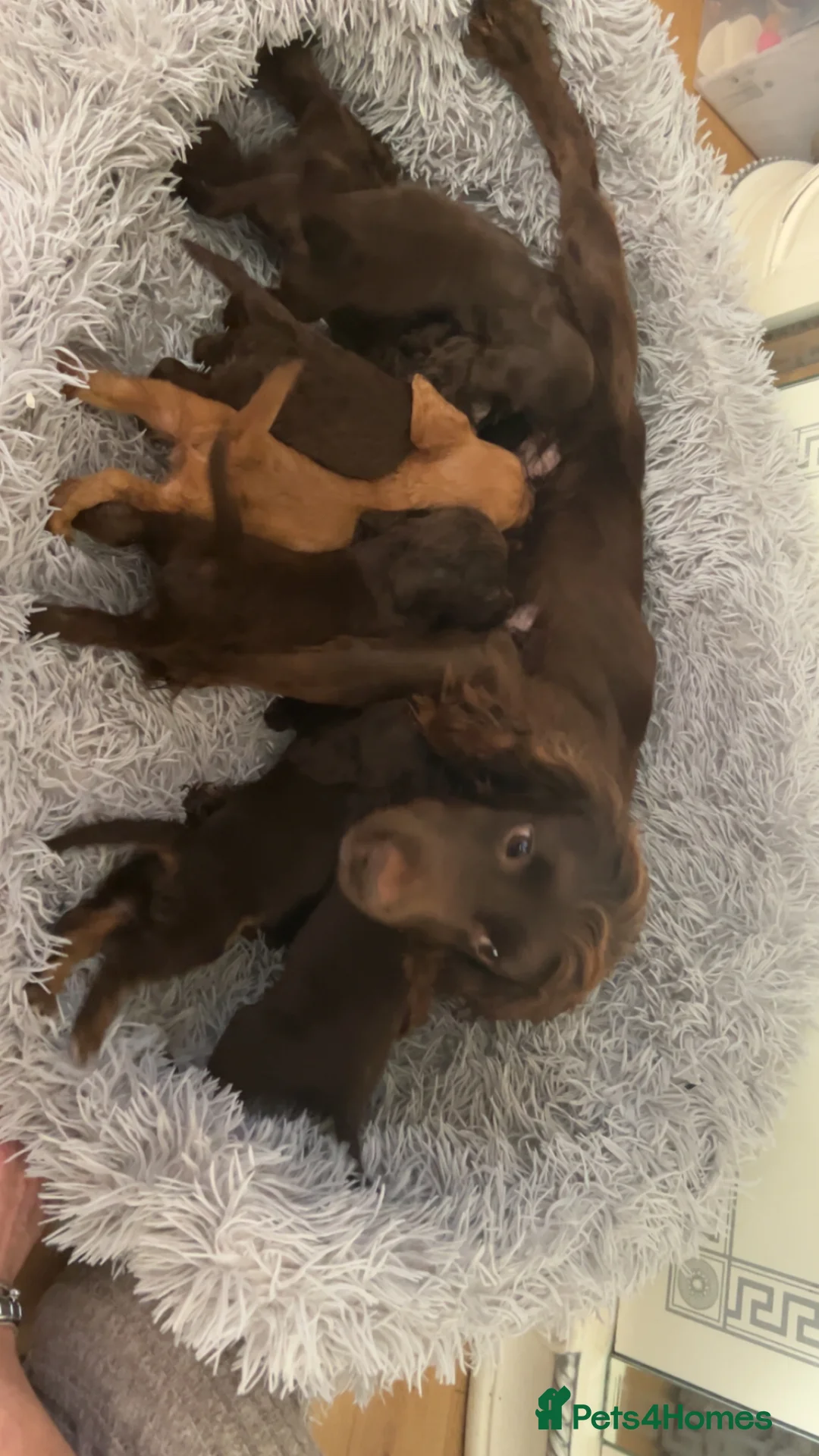 Cockapoo dogs for sale: Beautiful cockapoo puppies  in Darlington - Advert 2